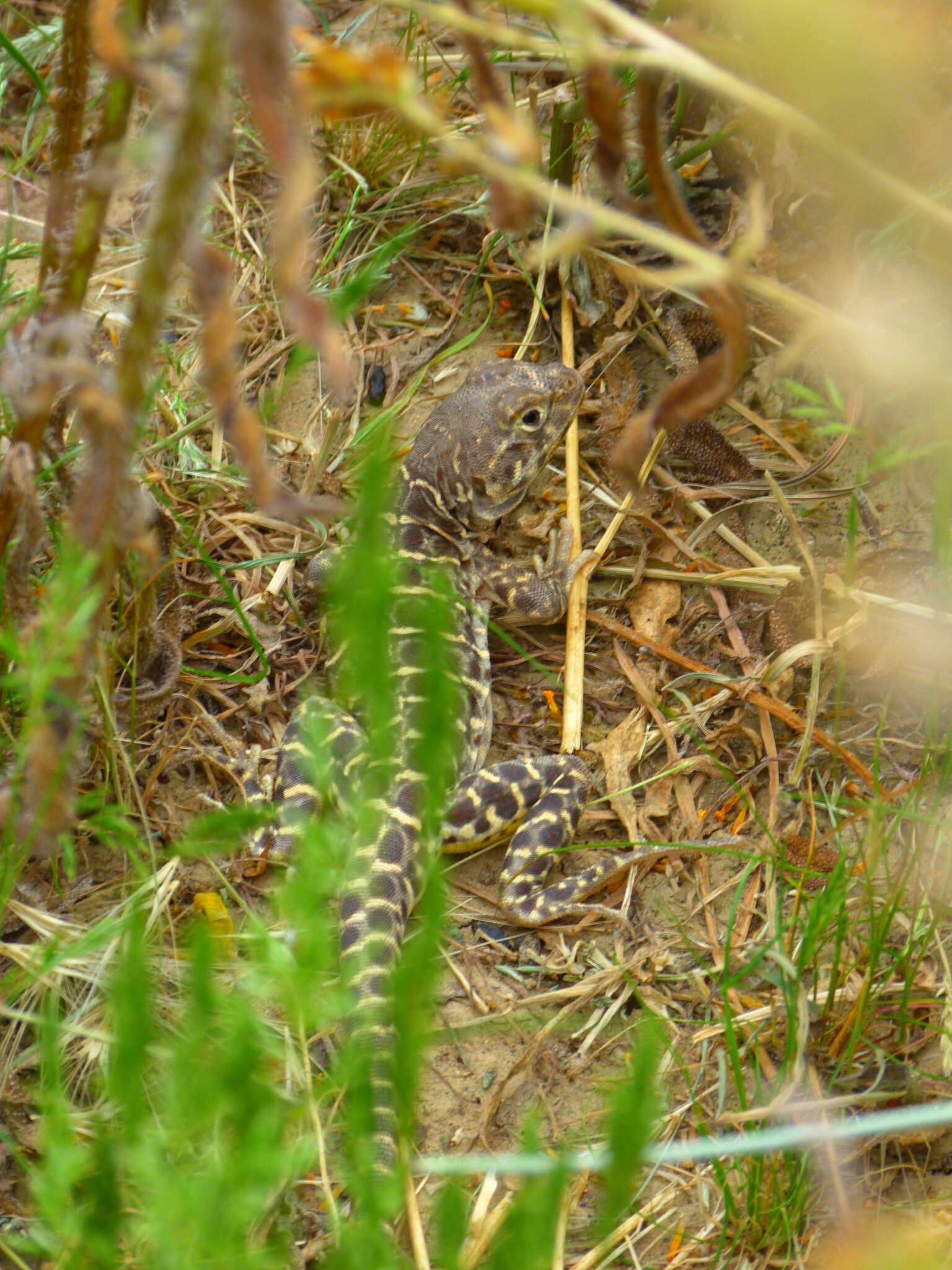 Image of Bluntnose Leopard Lizard