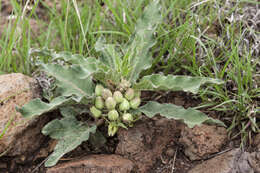 Image of zizotes milkweed