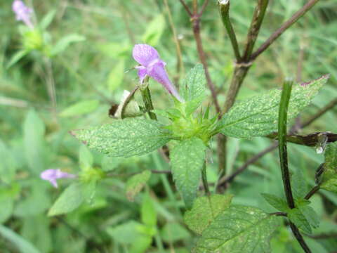 Image of Common hemp nettle