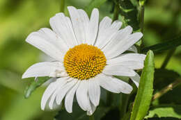 Image of max chrysanthemum