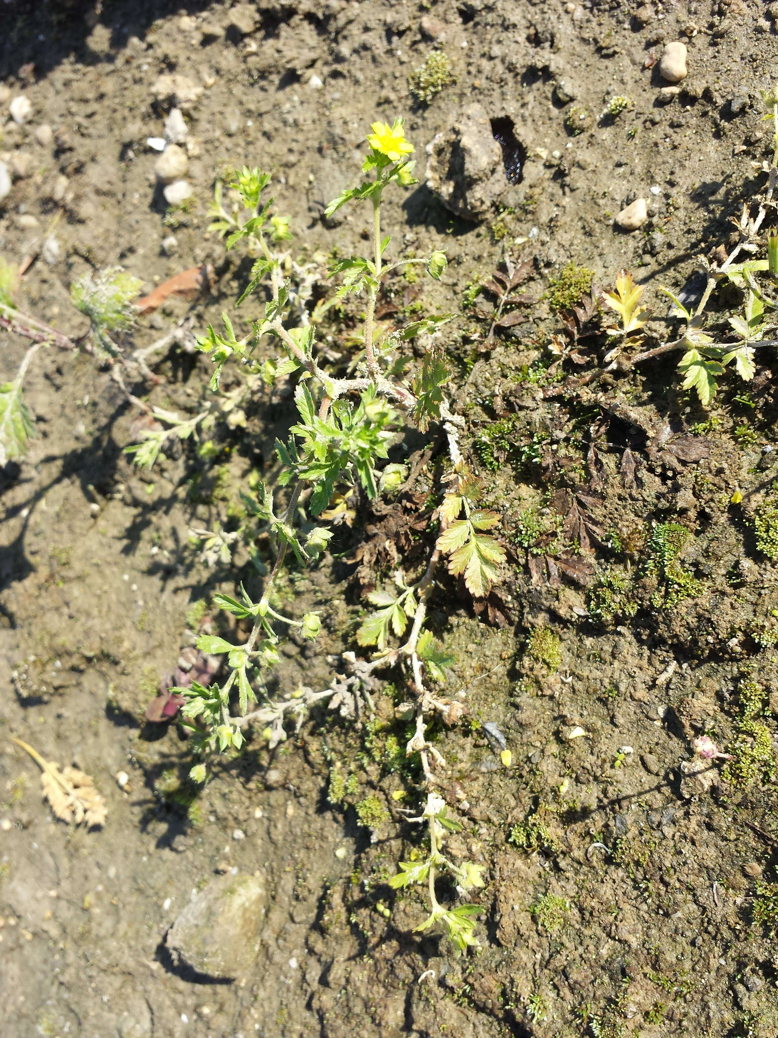 Image of Bushy Cinquefoil