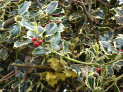 Image of English holly