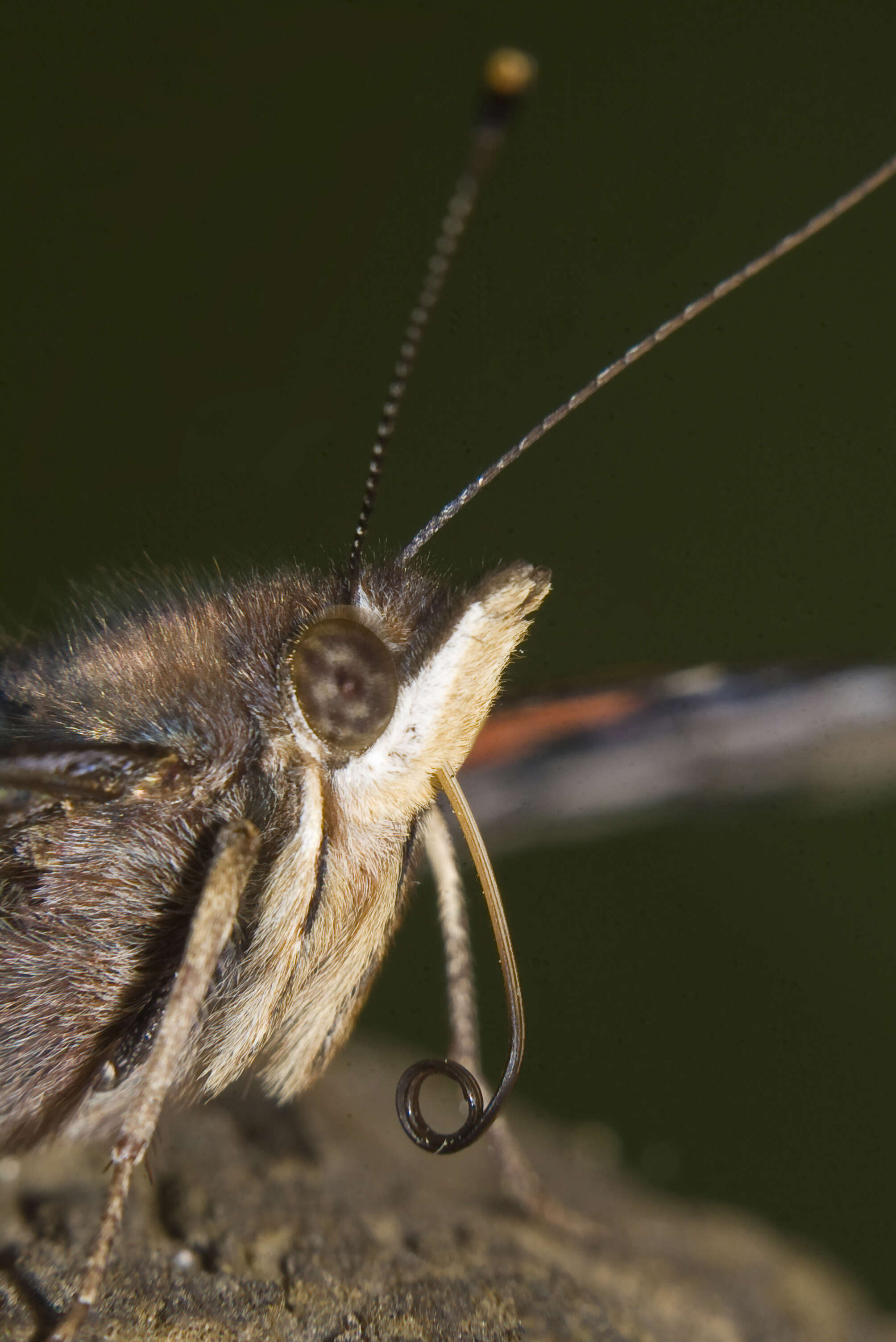 Image of Red Admiral