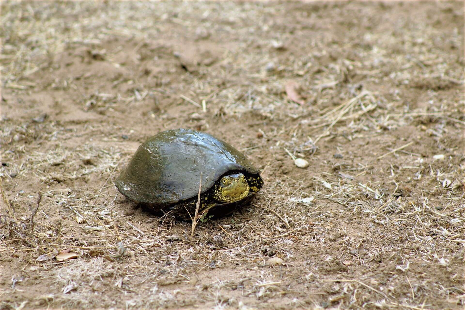 Image of European Pond Turtle