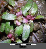 Image of Mudwort