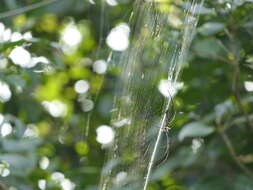 Image of Nephila pilipes (Fabricius 1793)