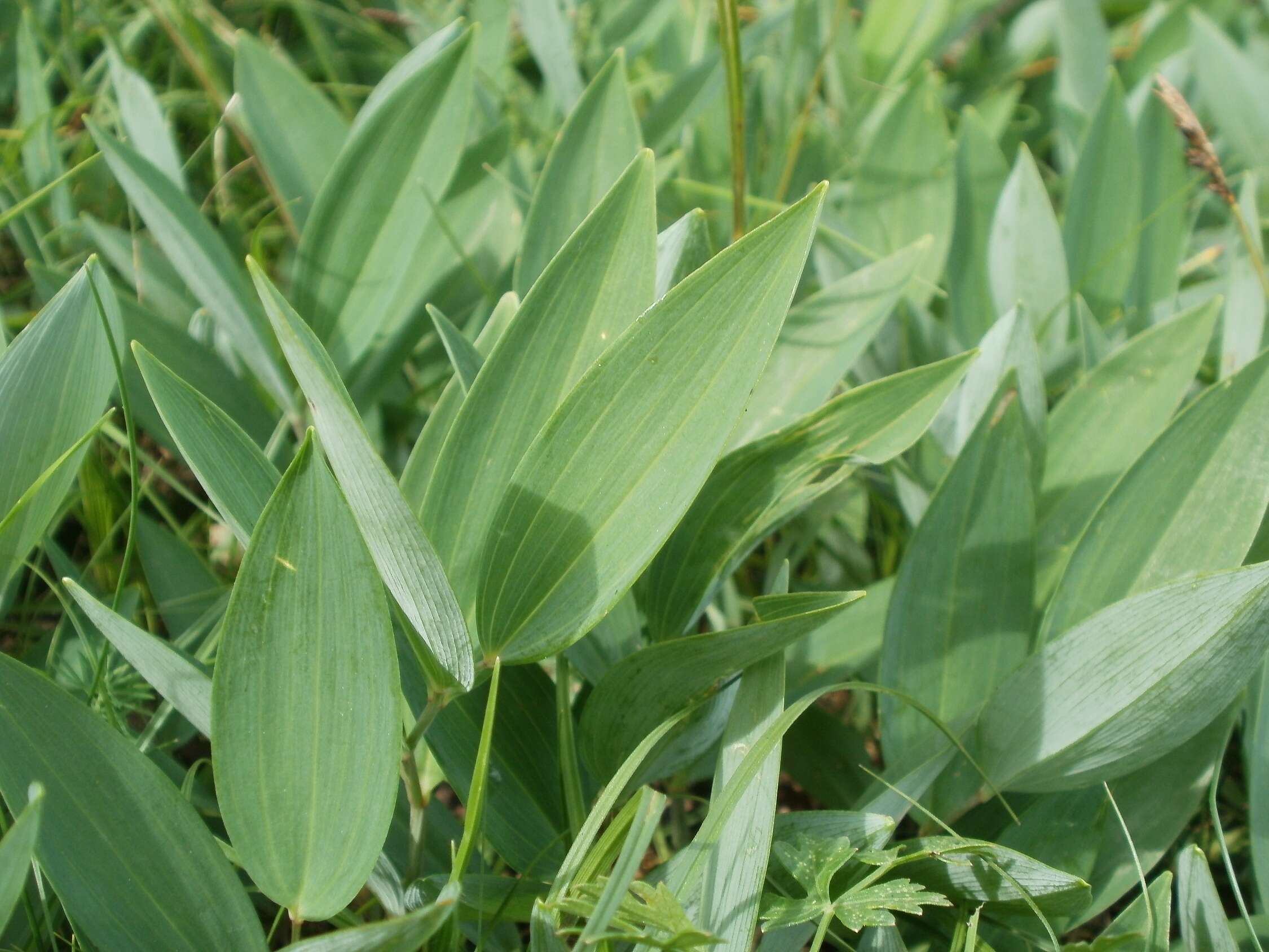 Image of Angular Solomon's Seal