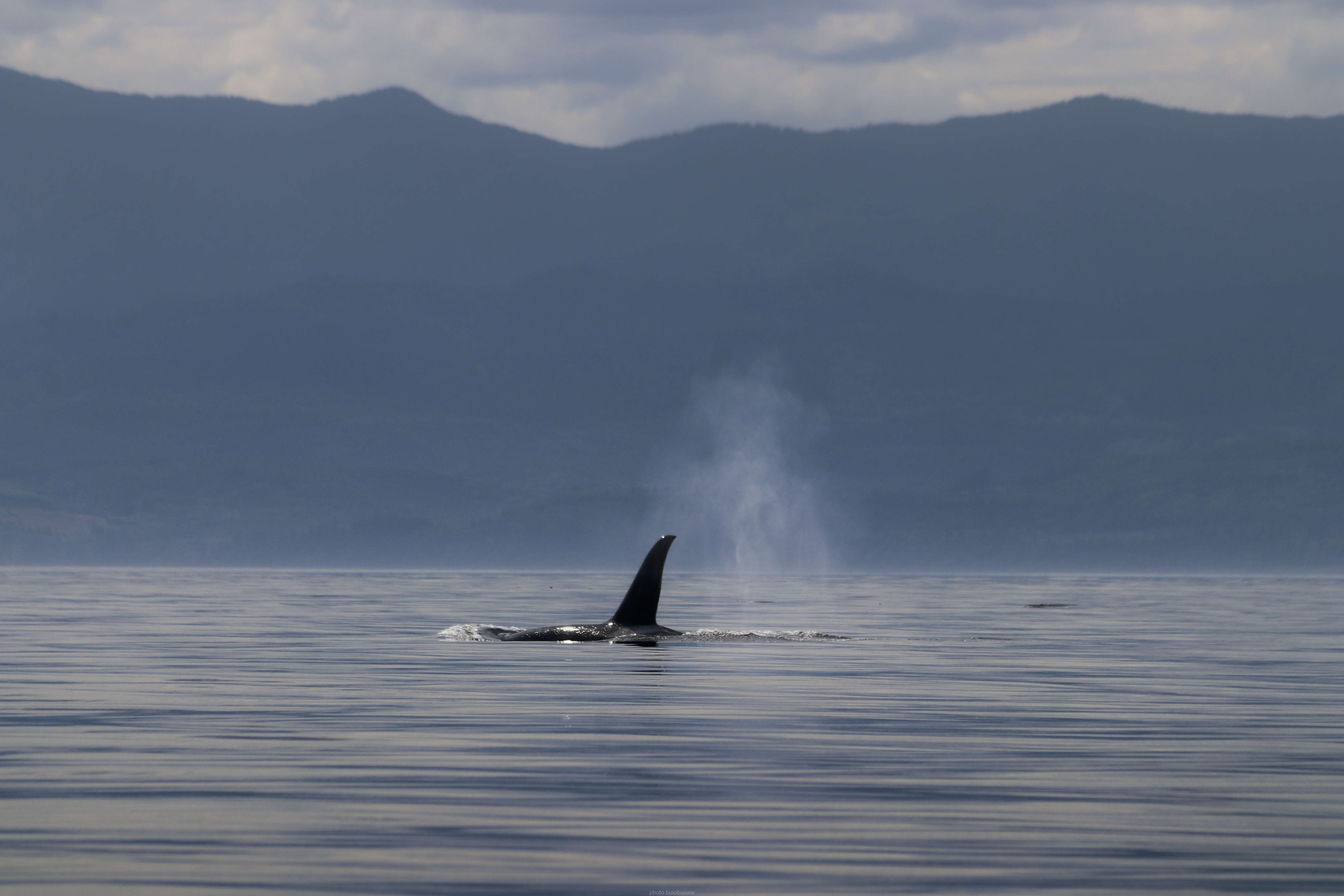 Image of killer whale