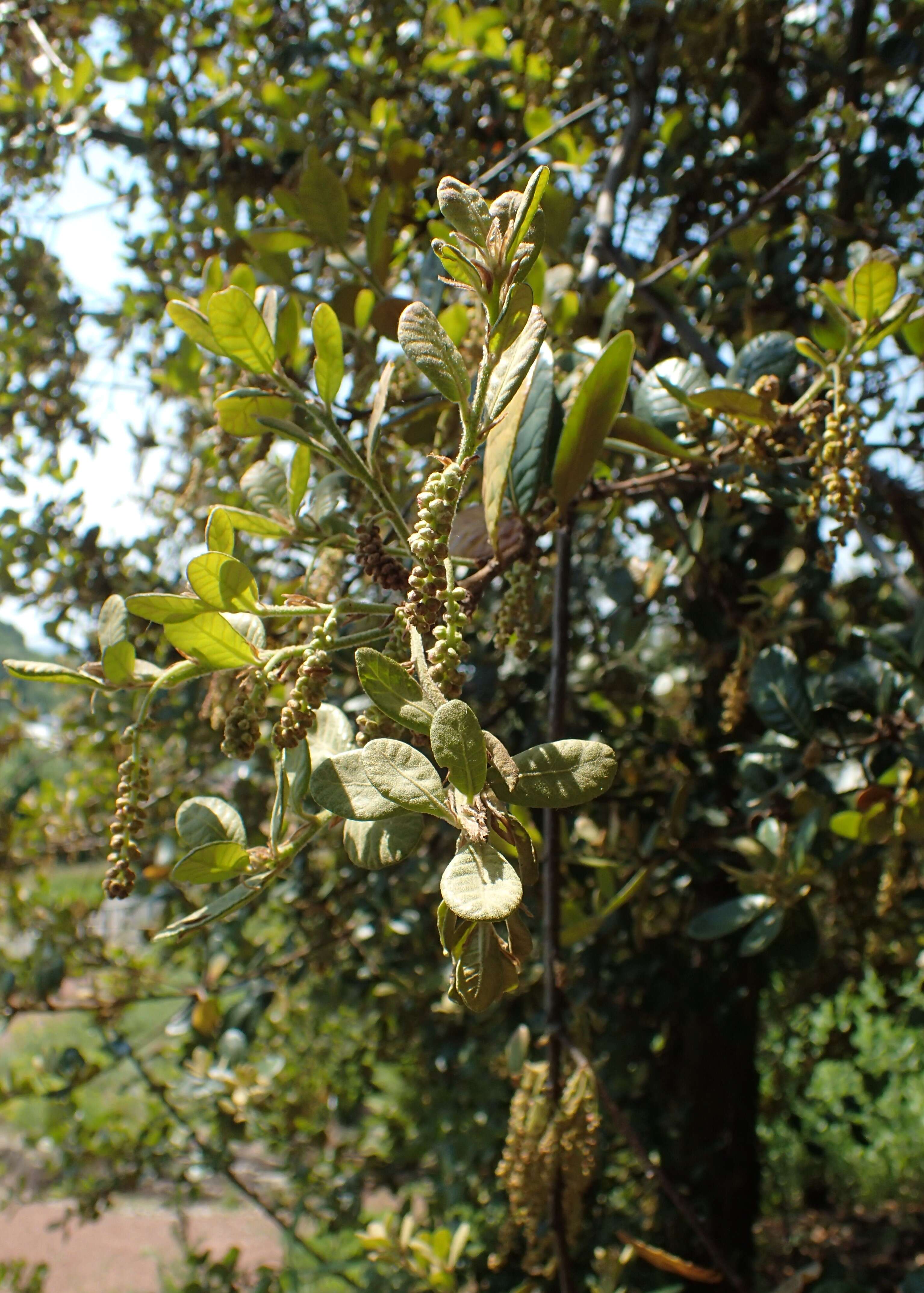 Image of Quercus aquifolioides Rehder & E. H. Wilson