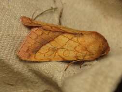 Image of bordered sallow