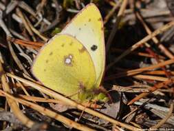 Image of pale cloudedyyellow