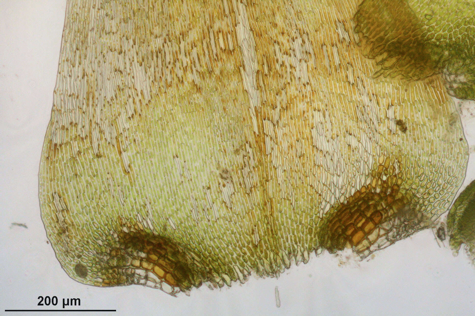 Слика од Campylium stellatum