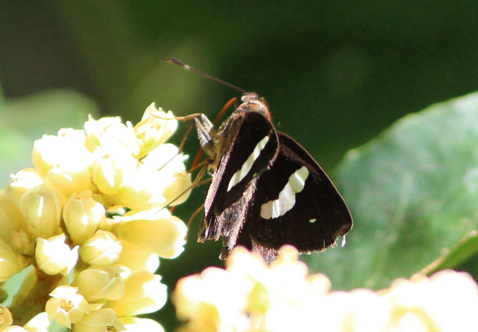 Image de Notocrypta paralysos Wood-Mason & de Nicéville 1881