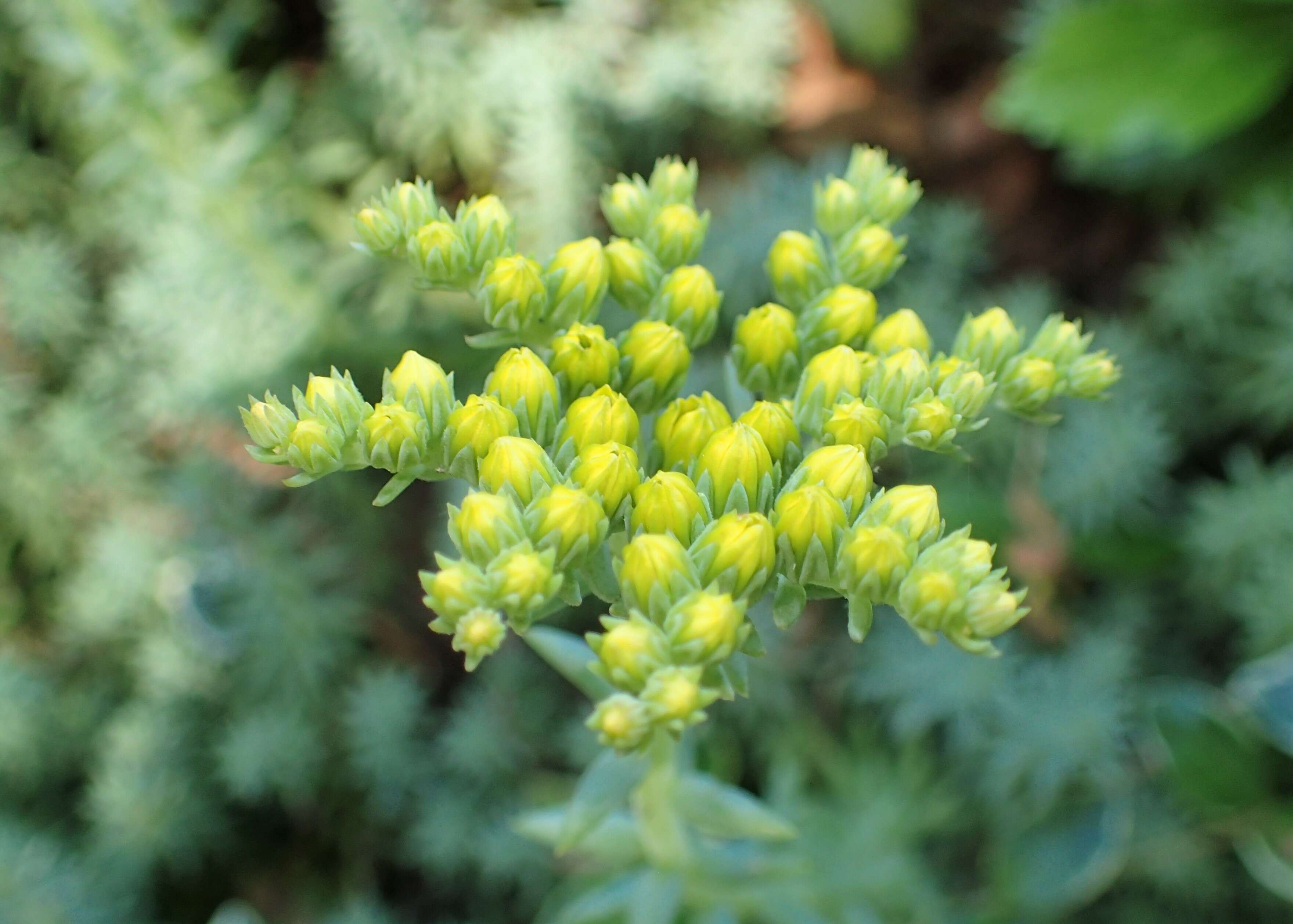 Слика од Petrosedum rupestre (L.) P. Heath