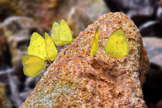 Image of Eurema blanda (Boisduval 1836)