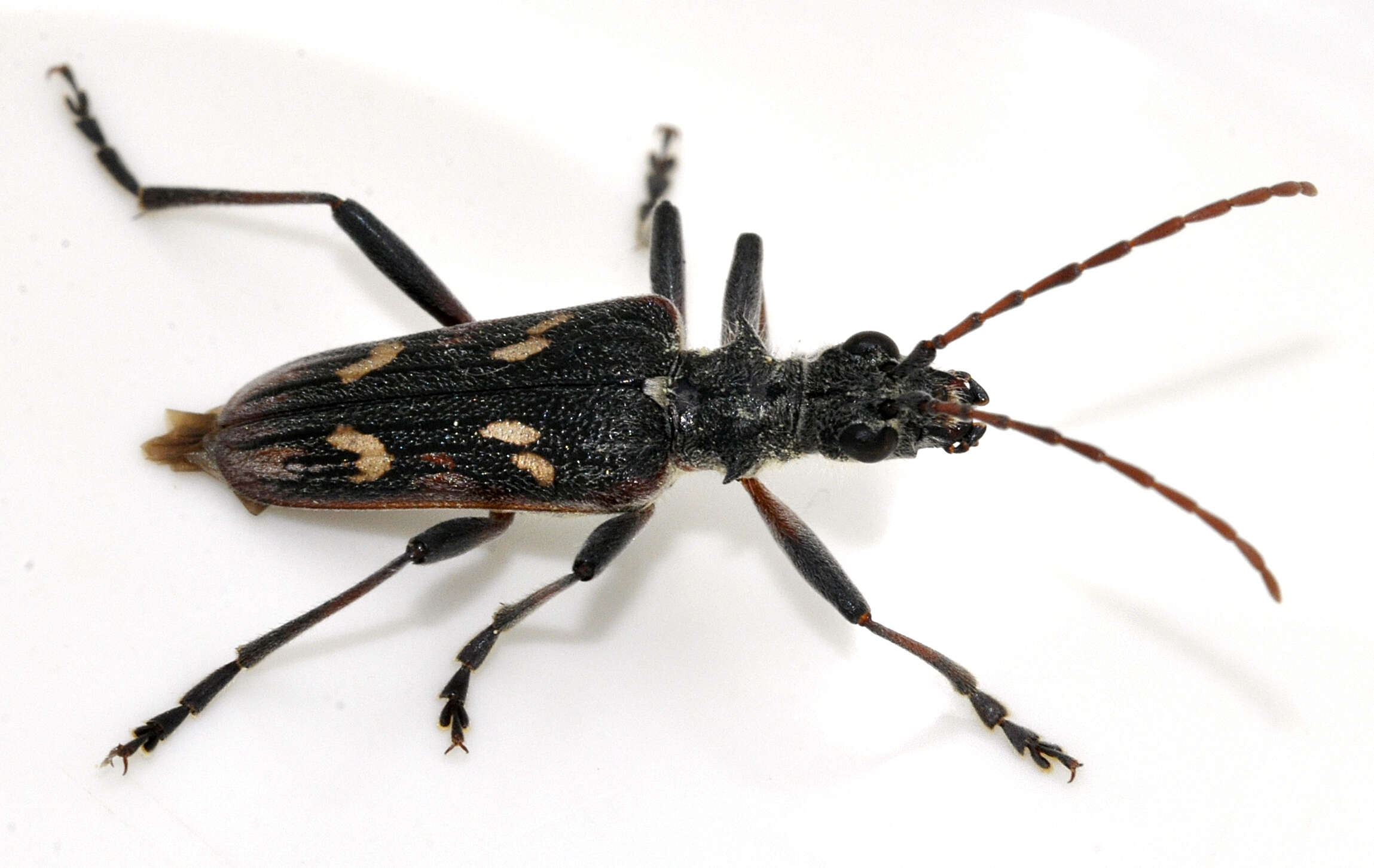 Image of Two-banded longhorn beetle