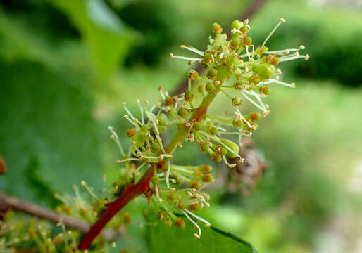 Image of Amur grape