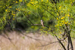 صورة Myiarchus tyrannulus (Müller & Pls 1776)