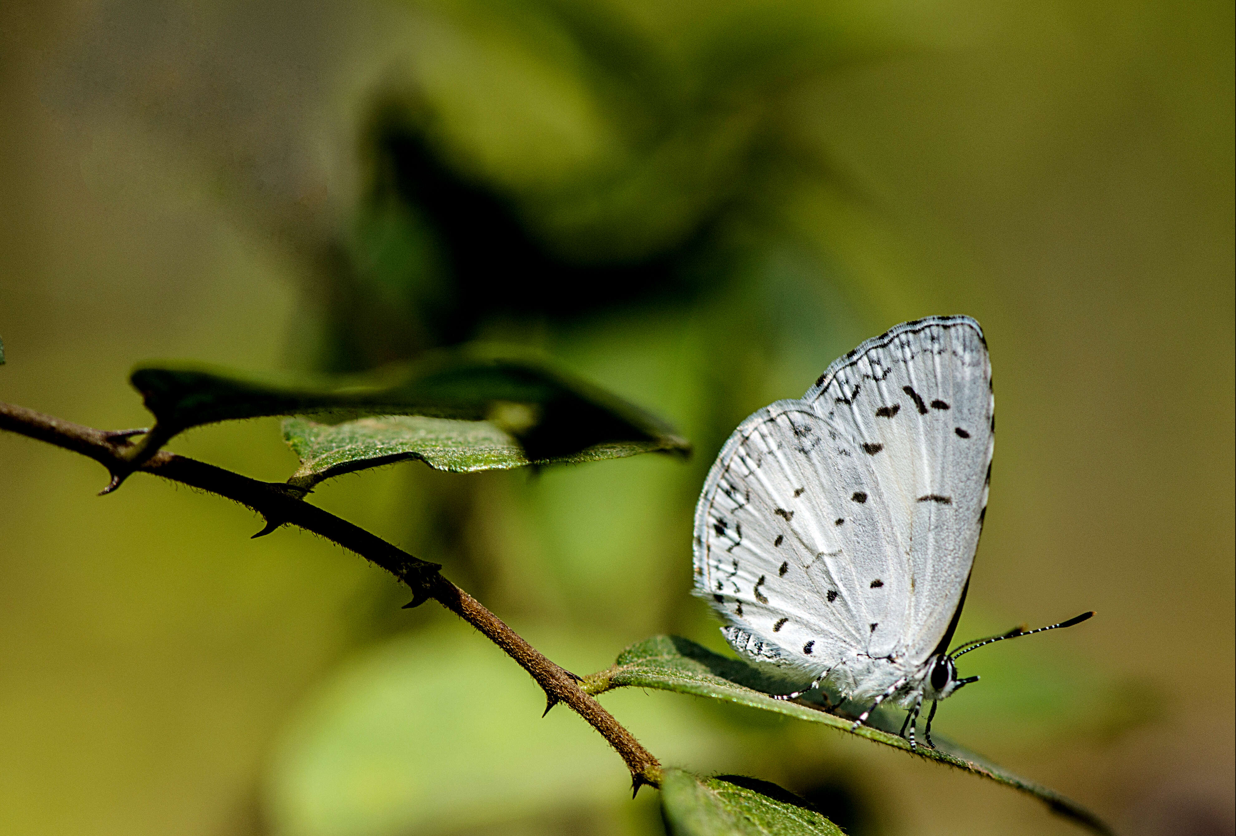 Image of Acytolepis