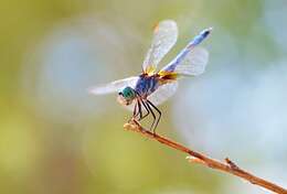 Image of Blue Dasher