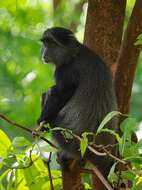 Image of blue monkey