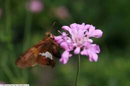 Image of Silver-spotted Skipper