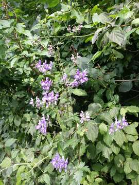 Image of Manchurian monkshood