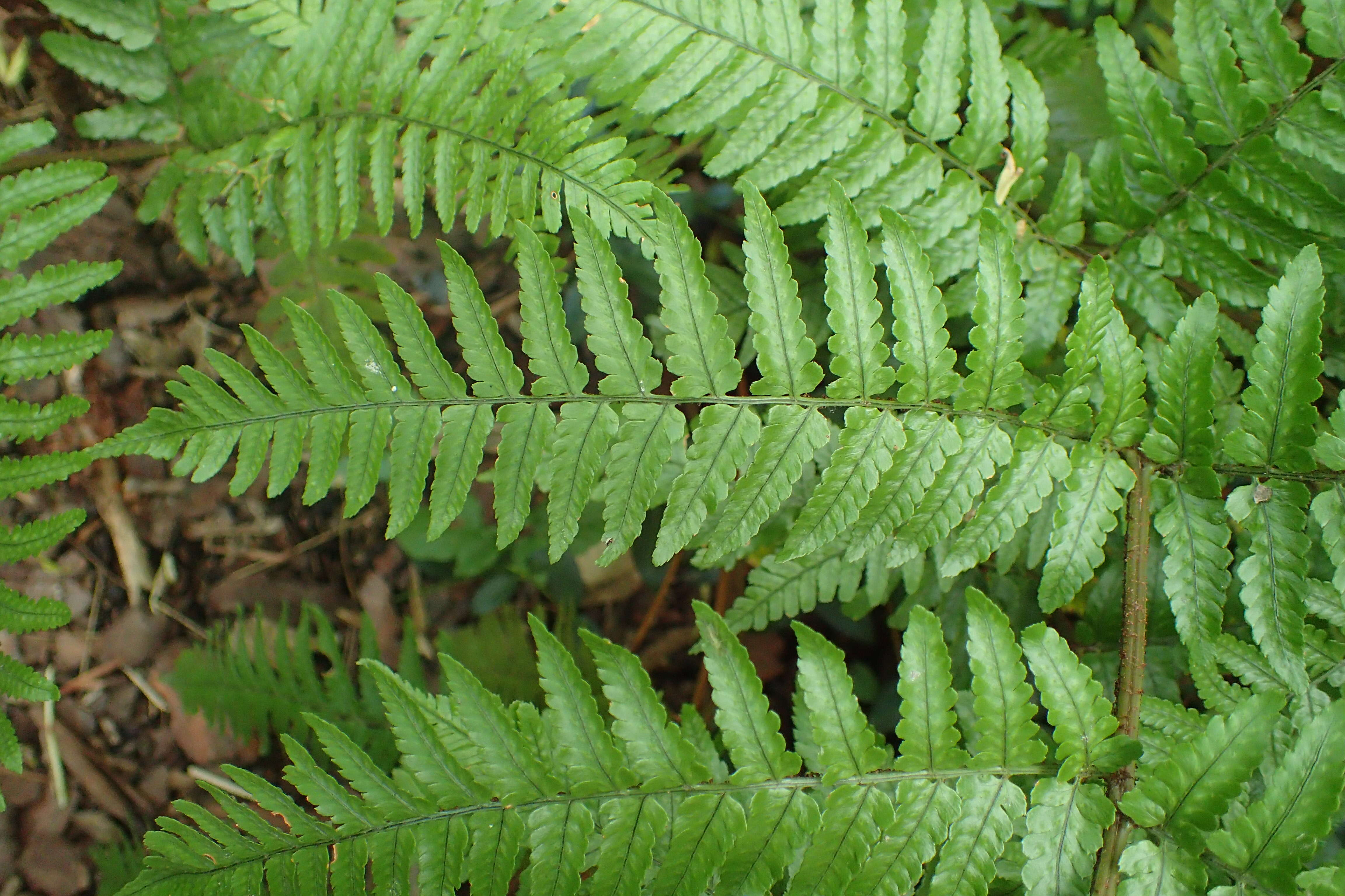 Image of Autumn fern