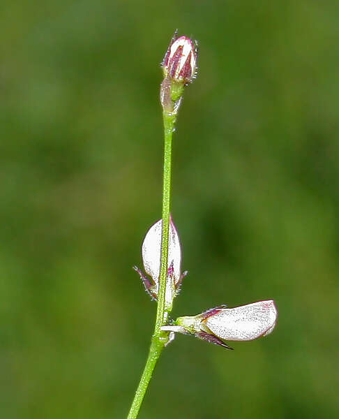 Plancia ëd Alysicarpus bupleurifolius (L.) DC.