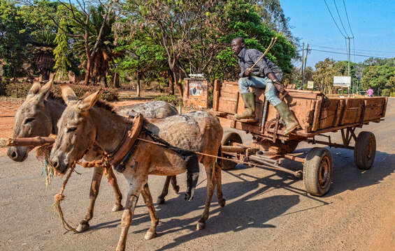 Image of Ass -- Feral donkey