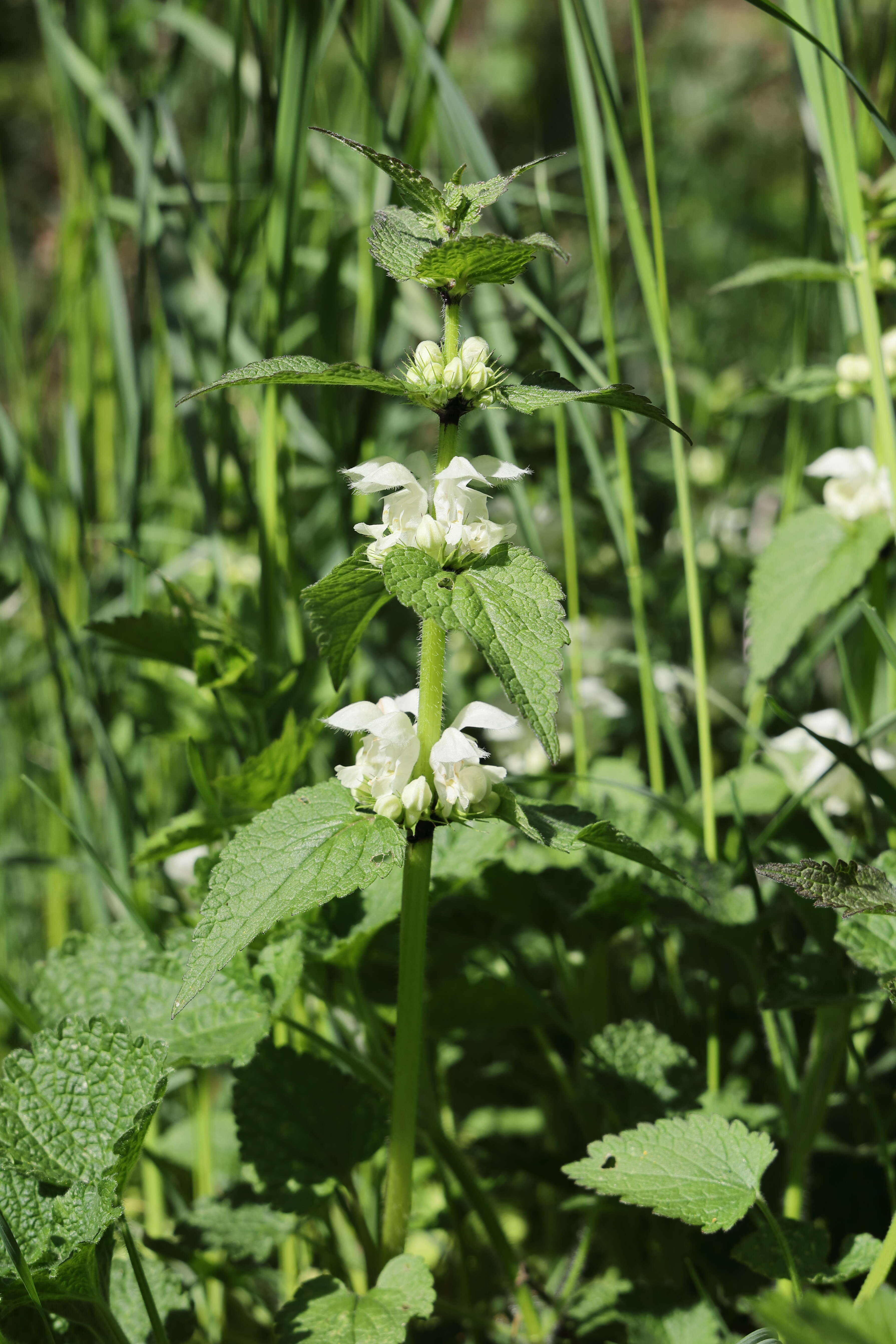 Image of white deadnettle