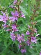 Image of Purple Loosestrife