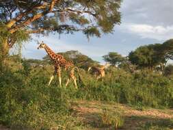 Image of Giraffes