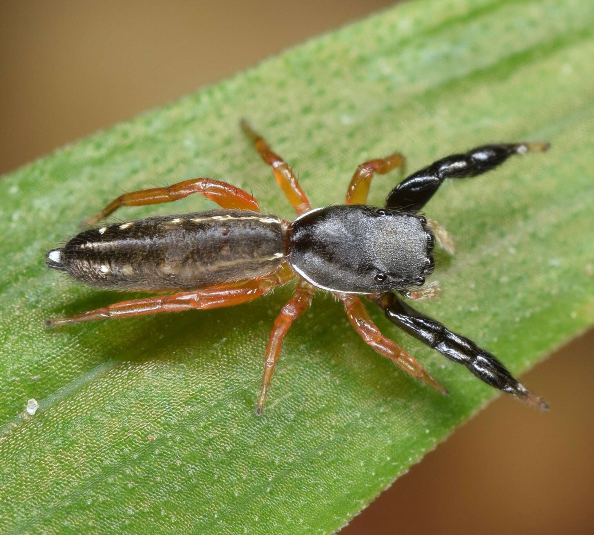 Image of Metacyrba floridana Gertsch 1934