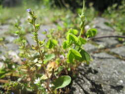 Image of common speedwell