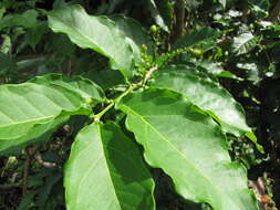 Image of Bunchosia argentea (Jacq.) DC.