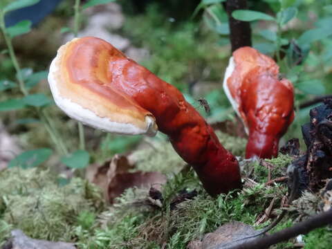 Image of lingzhi mushroom