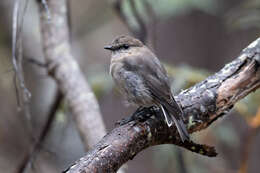 Image of Dusky Robin