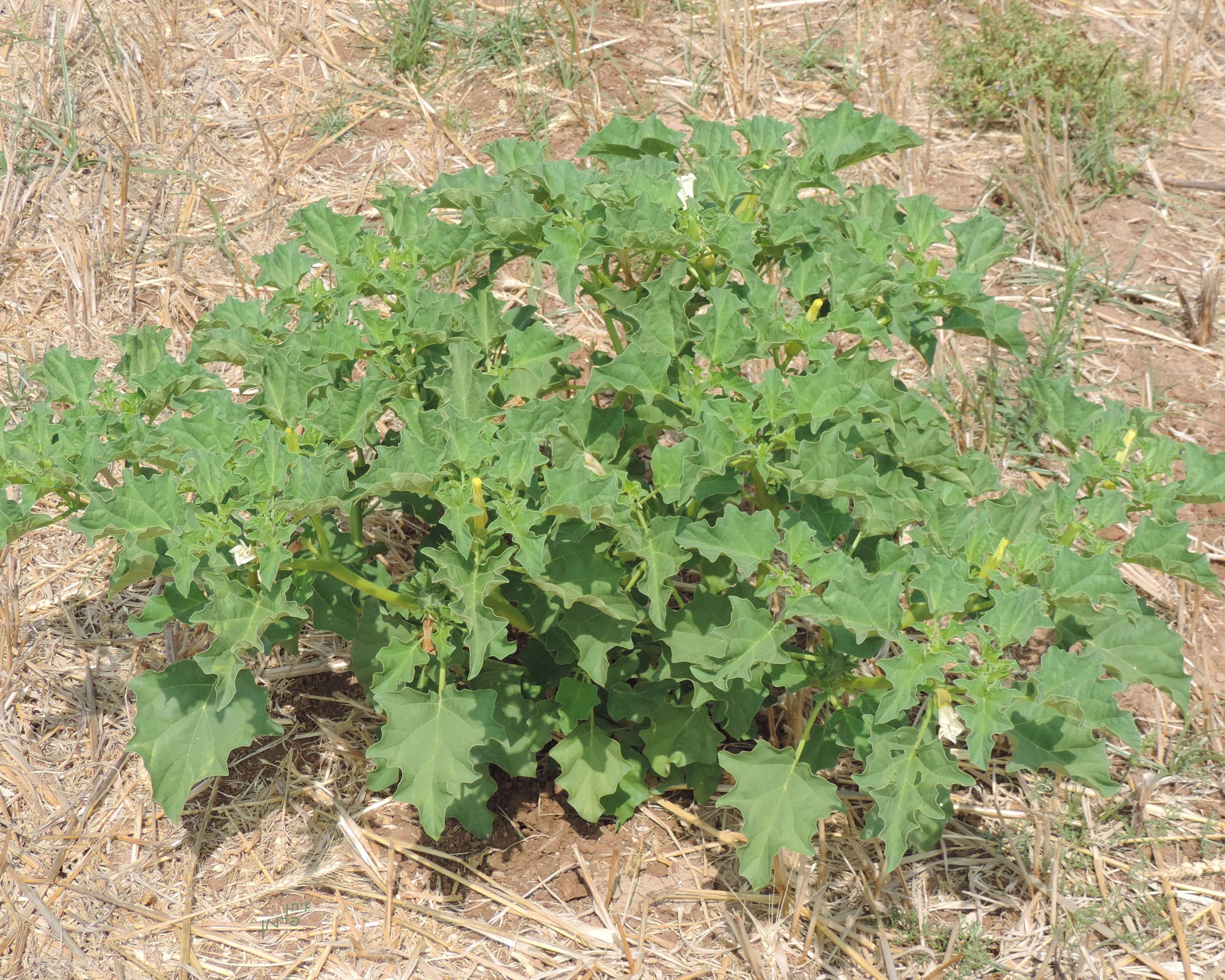 Image de Datura ferox L.