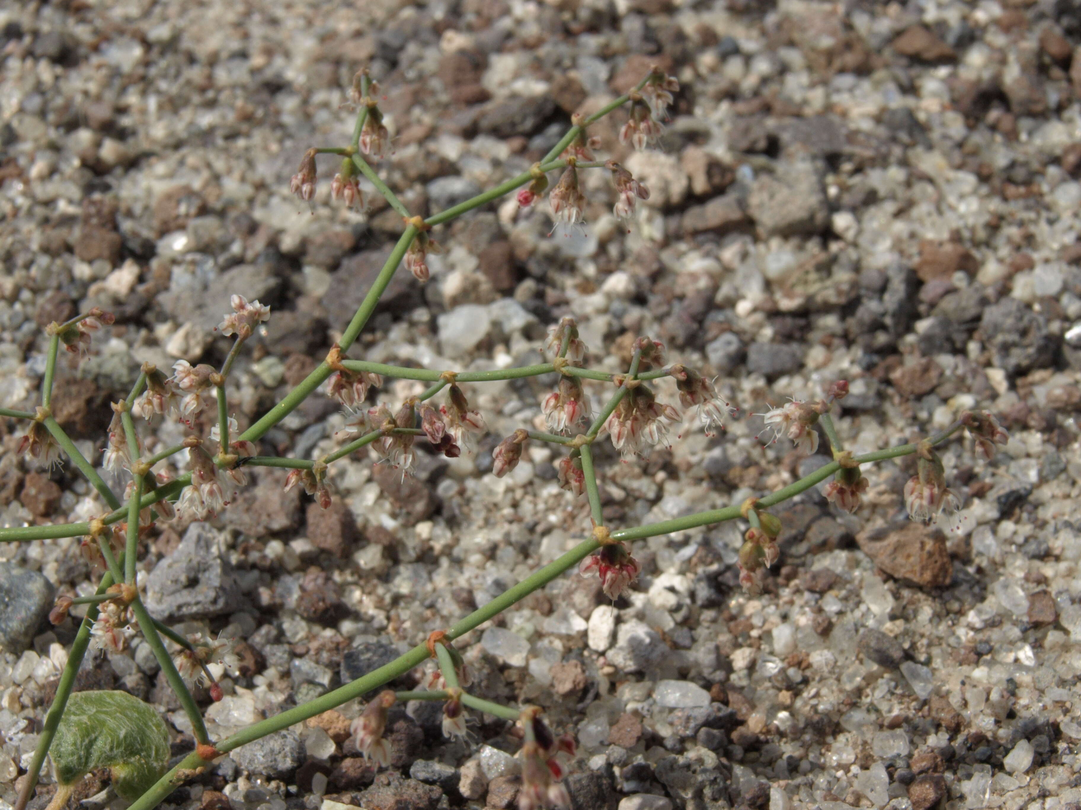 Image de Eriogonum deflexum Torr.