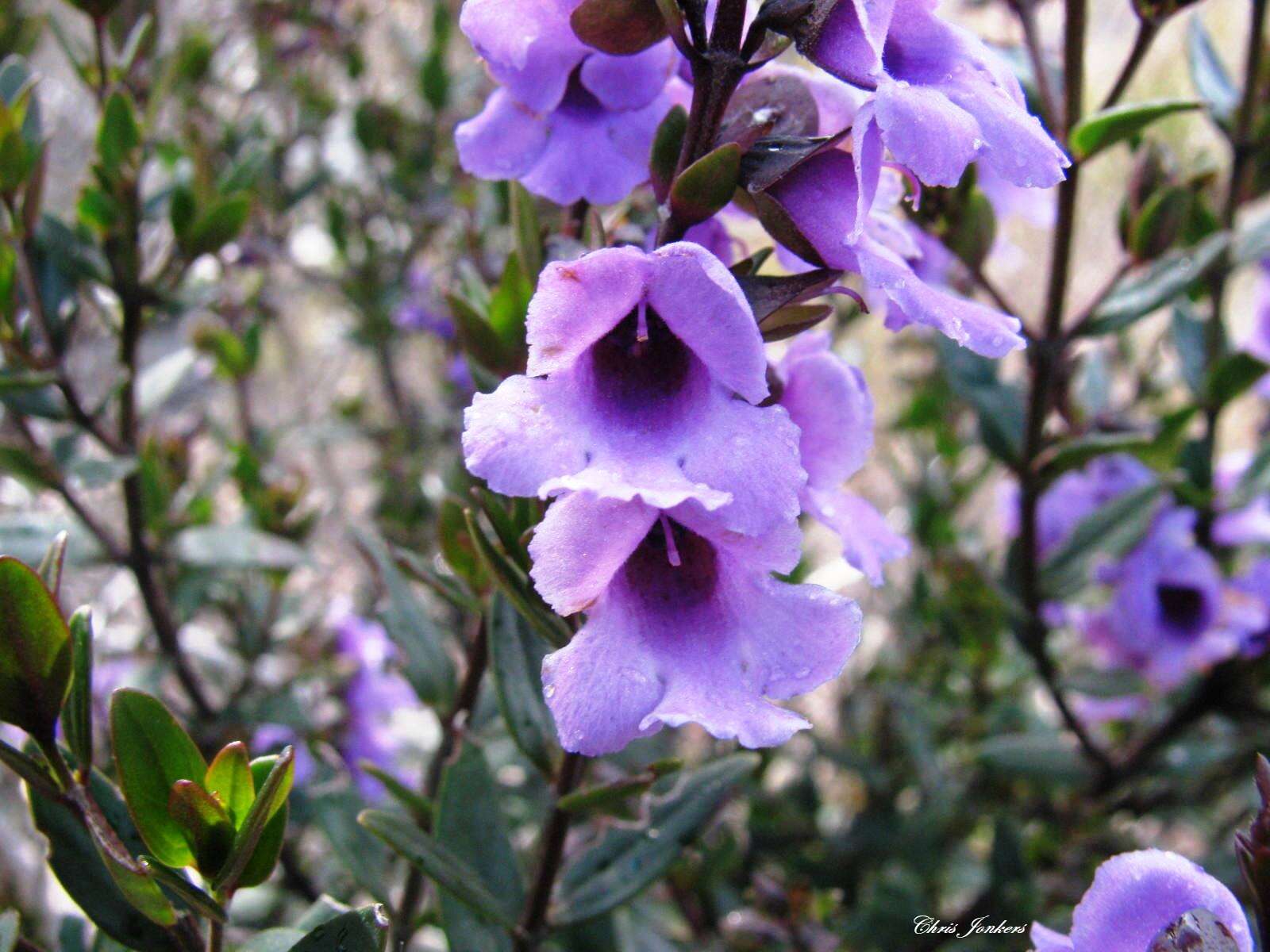 Prostanthera hindii B. J. Conn resmi