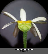 Image of corymbflower tansy