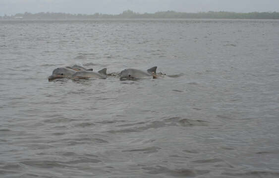 Image of Estuarine Dolphin