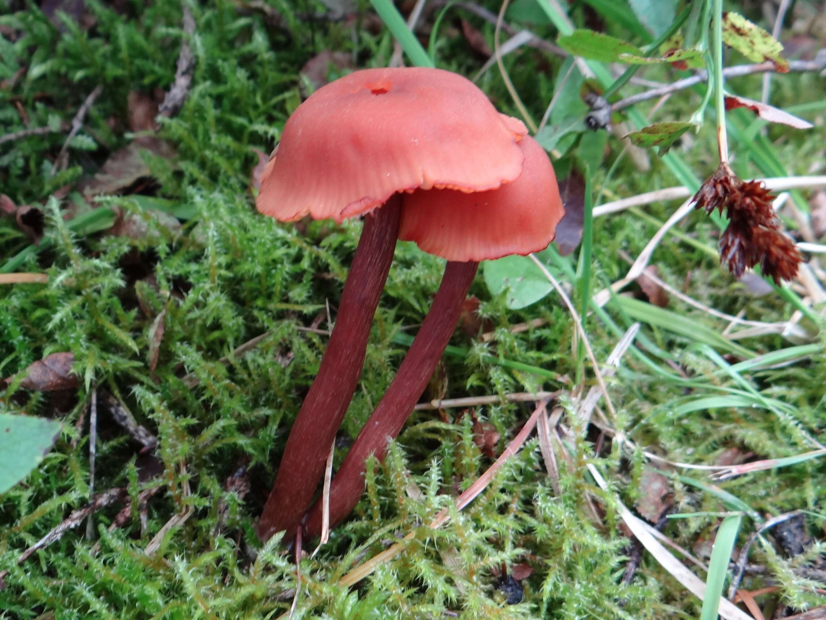 Image of Laccaria laccata (Scop.) Cooke 1884