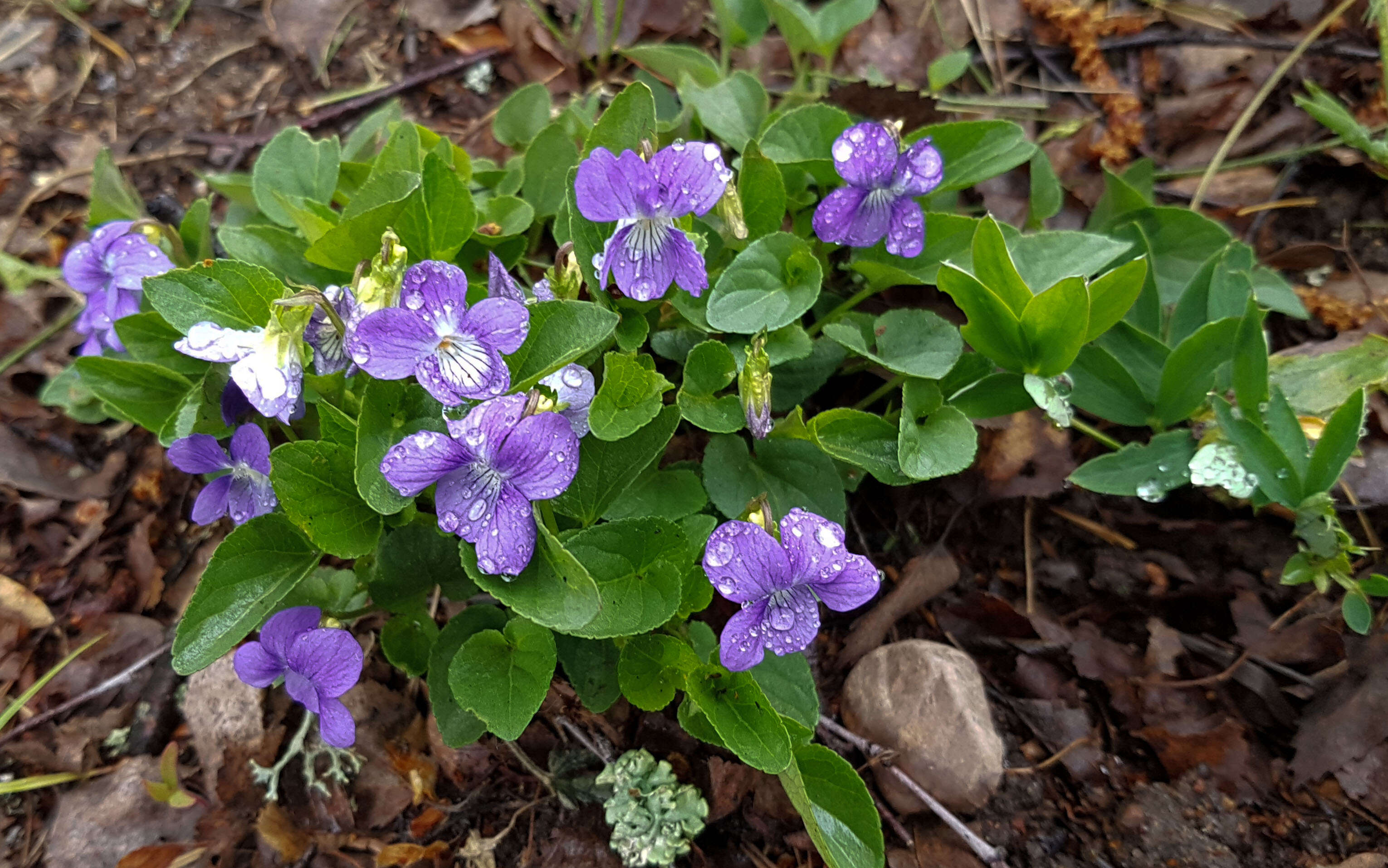 Image of common blue violet