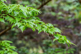 Imagem de Stewartia sinensis Rehder & E. H. Wilson