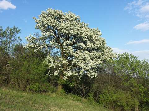 Image of Wild Pear