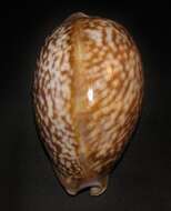 Image of Atlantic deer cowrie