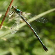 Image of Lestes temporalis Selys 1883