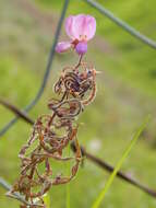 Image of greenleaf ticktrefoil